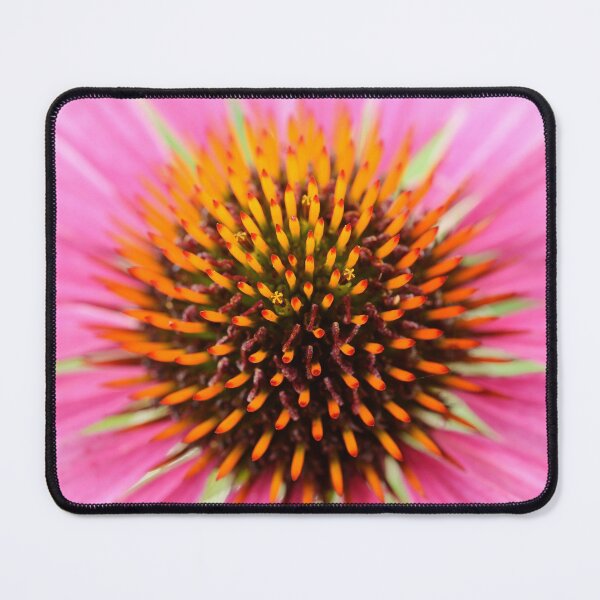 Item preview, Echinacea purpurea Primadonna Pink flowered Cone flower designed and sold by Chris Burrows.