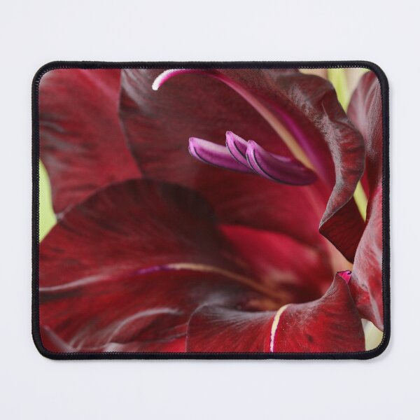 Item preview, Gladiolus 'Espresso' Sword lily designed and sold by Chris Burrows.