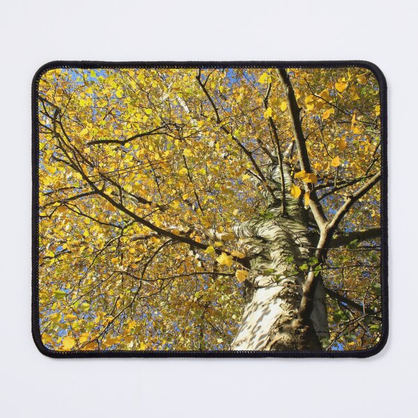 Item preview, Vibrant Betula pendula, yellow autumn foliage designed and sold by Imladris01.