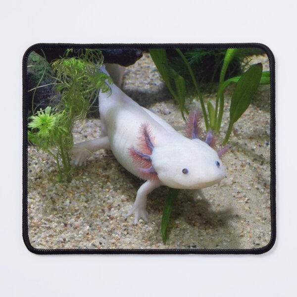 Item preview, Axolotl Smiling  designed and sold by Stella Clue.