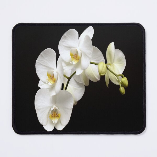 Item preview, White Phalenopsis Orchid Altered Photograph designed and sold by OByD.