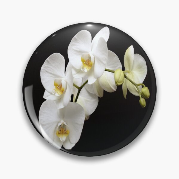 Item preview, White Phalenopsis Orchid Altered Photograph designed and sold by OByD.