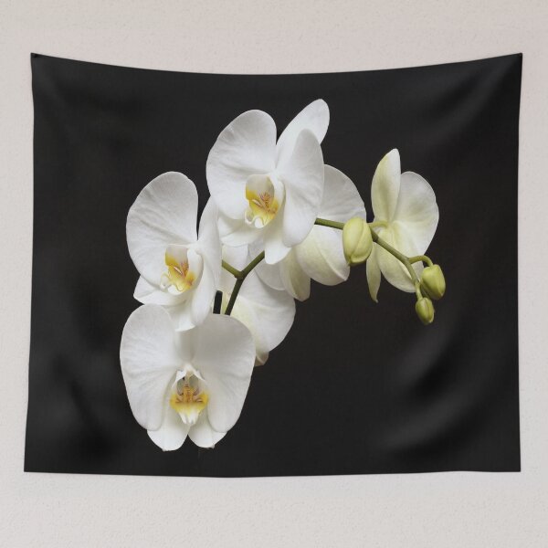 Item preview, White Phalenopsis Orchid Altered Photograph designed and sold by OByD.