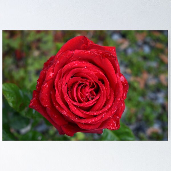 Red Rose with raindrops Poster