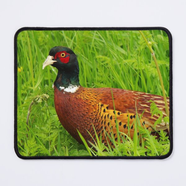 Item preview, Male, Ring-Necked Pheasant designed and sold by Fay Freshwater.