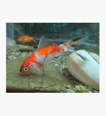 Goldfish 3 Photographic Print