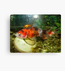 Goldfish 2 Canvas Print
