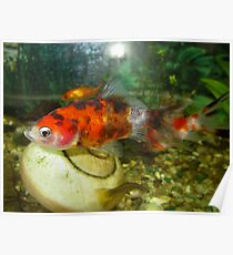 Goldfish 2 Poster