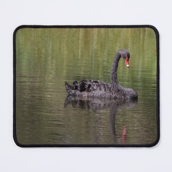 Item preview, Australian black swan  designed and sold by MargsNaturePix.