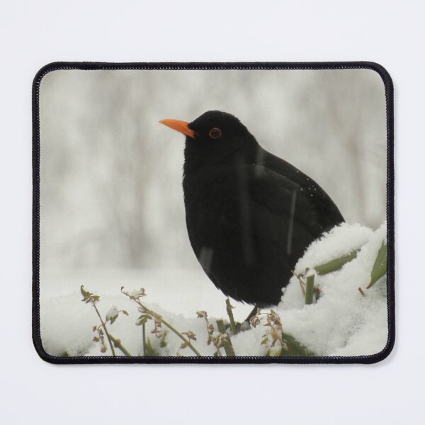 Aperçu de l'œuvre Blackbird dans la neige créée et vendue par Fay Freshwater.