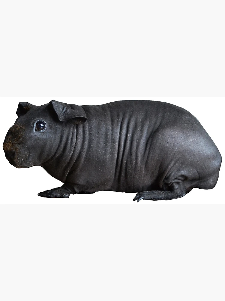 Black skinny deals pig for sale