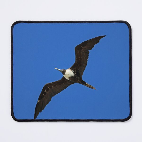 Item preview, A Female Magnificent Frigatebird III designed and sold by Michiale.