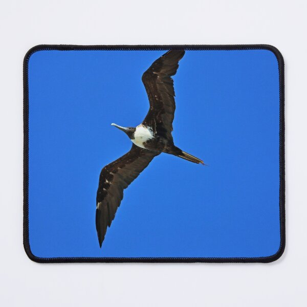 Item preview, A Female Magnificent Frigatebird II designed and sold by Michiale.