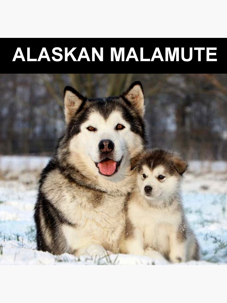 Alaskan Malamute For Adoption Malamute Dog Breed Husky Malamute