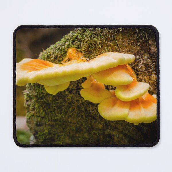 Item preview, Chicken of the Woods 2 designed and sold by Robert Alsop.