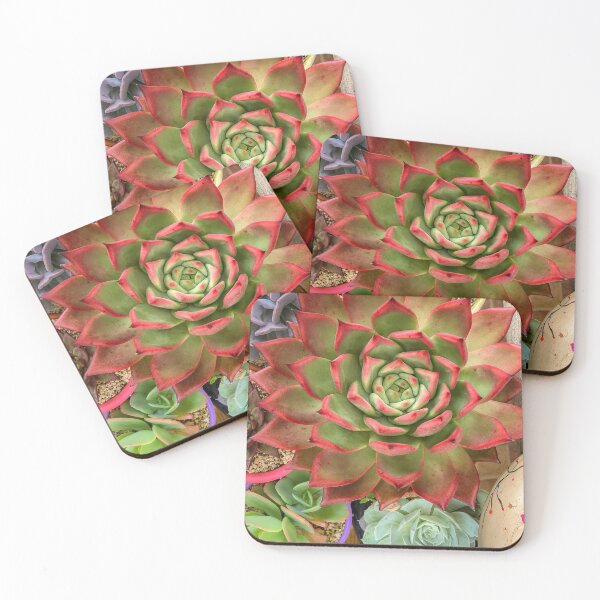 Item preview, Echeveria designed and sold by Cat Calhoun.