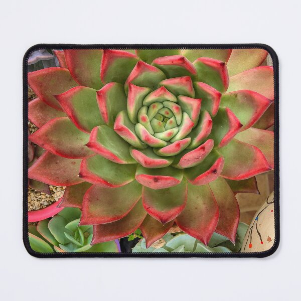 Item preview, Echeveria designed and sold by Cat Calhoun.