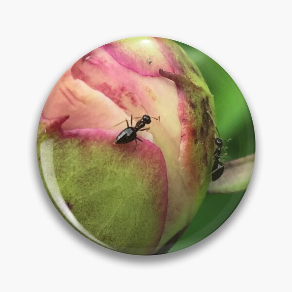 Item preview, Ants On A Peony Bud designed and sold by SaraMargolis.