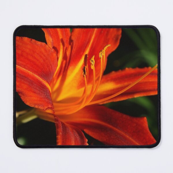 Item preview, Red Daylily (Hemerocallis) from A Gardener's Notebook designed and sold by Douglas E. Welch Design and Photography.