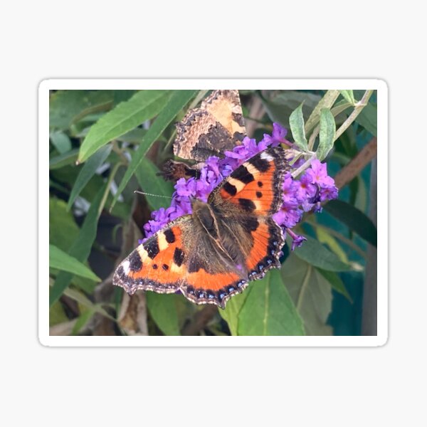 Butterfly on Buddleia Sticker