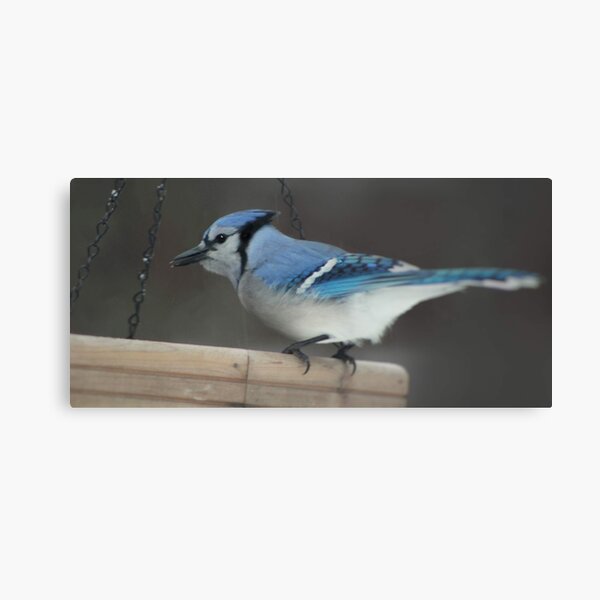 Blue Jay and Cardinal - RD Starmer - Paintings & Prints, Animals