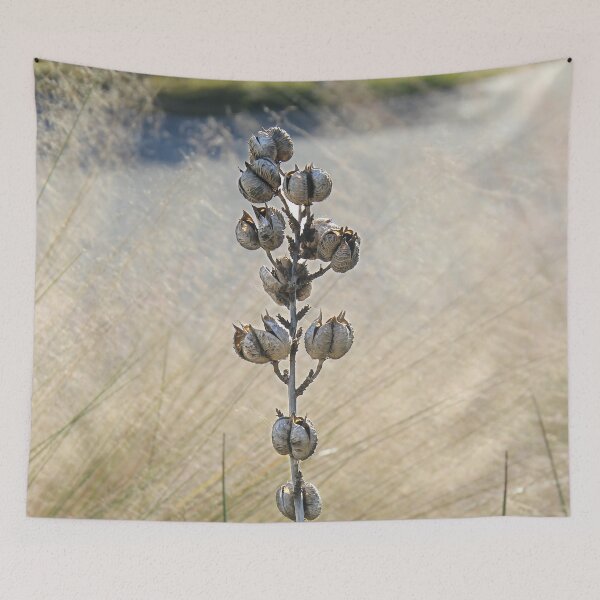 Item preview, Dried Seed Pods from the Red Yucca Plant designed and sold by Rennie Palmer.