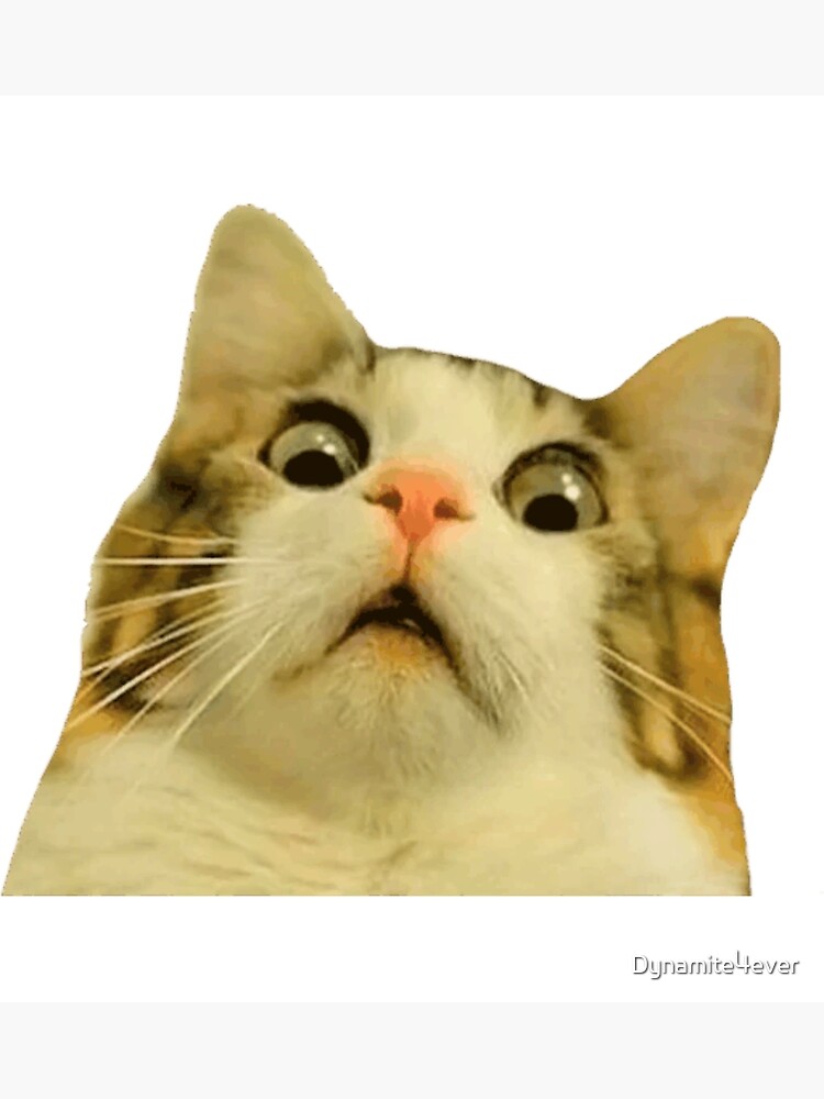 Cat Face Meme Photographic Prints for Sale