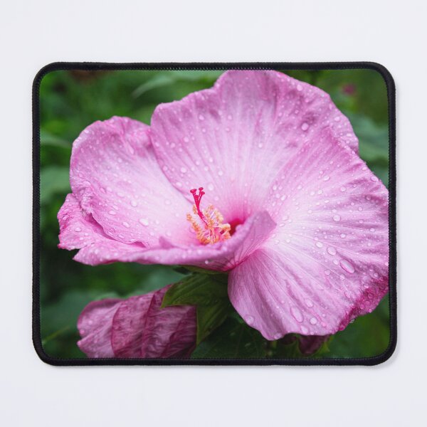 Item preview, Pink Hibiscus 3-2021 designed and sold by Thomasyoung.