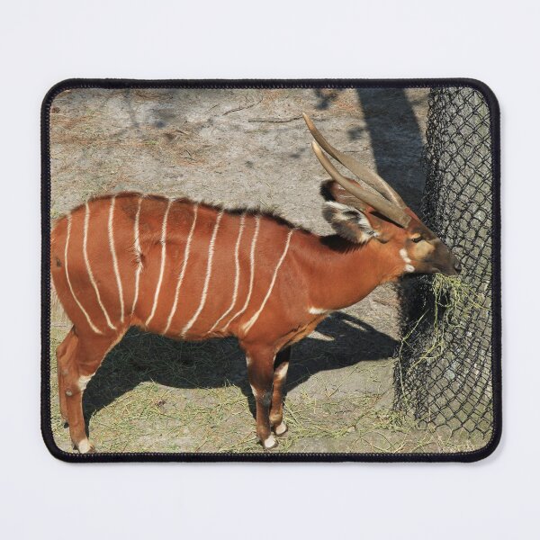 Item preview, Bongo designed and sold by Thaddeus Zajdowicz.