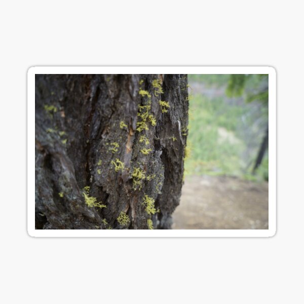 Item preview, Wold Lichen designed and sold by Jean Macaluso Fine Art.