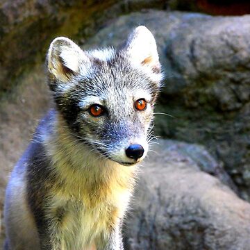 Arctic Fox - Hand Printed Graphic T-Shirt for Women