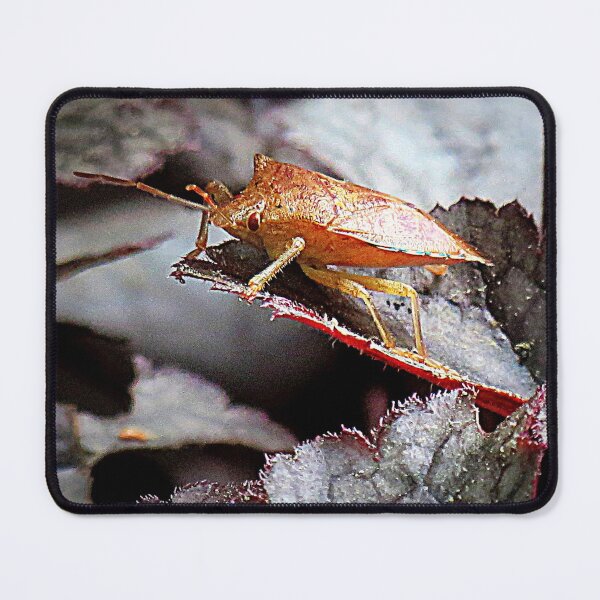 Item preview, Shield Bug On Amethyst Myst Heuchera designed and sold by Jean Gregory Evans.