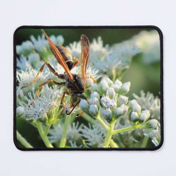 Item preview, Male Northern Paper Wasp On Boneset Flowers designed and sold by Jean Gregory Evans.