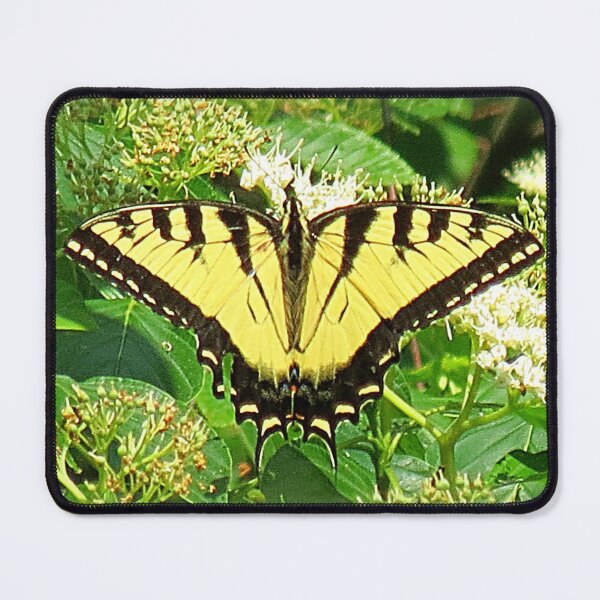 Item preview, Eastern Tiger Swallowtail In Silky Dogwood Tree designed and sold by Jean Gregory Evans.