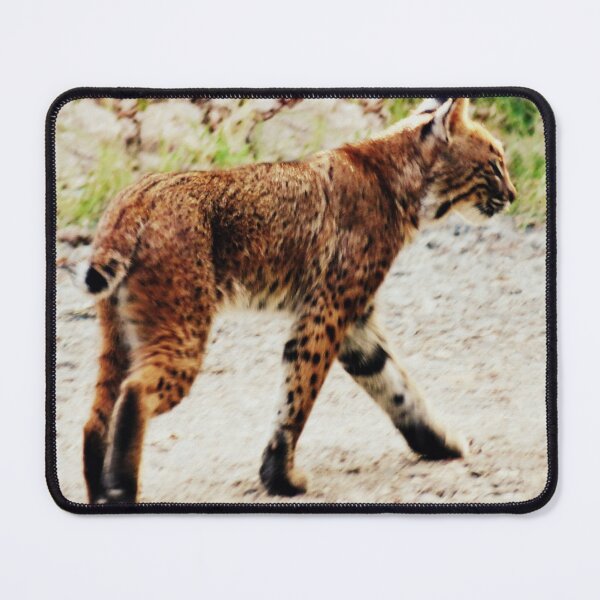 Item preview, Seldom Seen Bobcat designed and sold by Jean Gregory Evans.