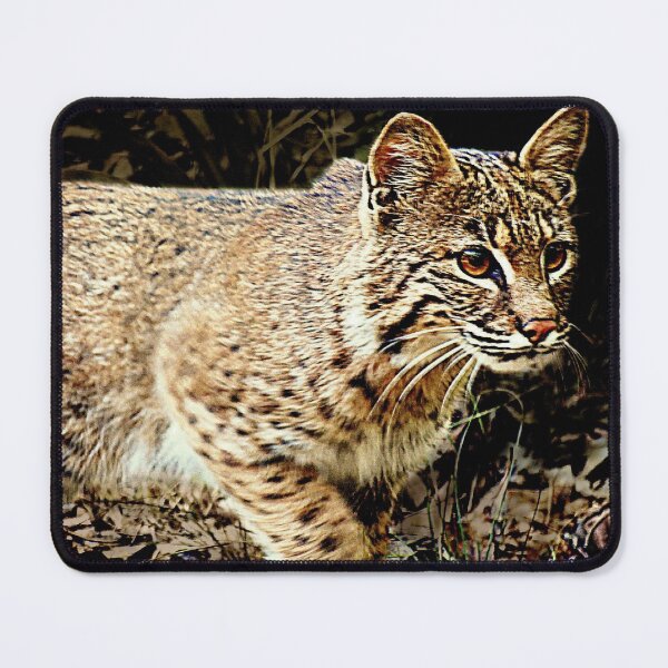 Item preview, Bobcat Stalking designed and sold by Jean Gregory Evans.