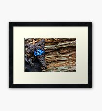 alien Framed Print