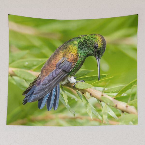 Item preview, Serenity - Copper rumped hummingbird designed and sold by Rachel Lee Young - Land of the Hummingbird.