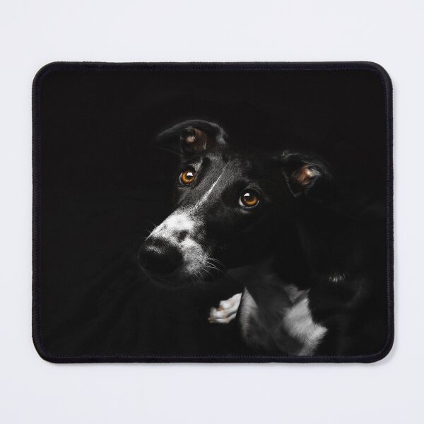 Item preview, Greyhound photograph designed and sold by houndpixnz.