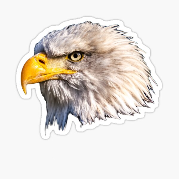 Eagle Bird Bald Eagle Head' Sticker