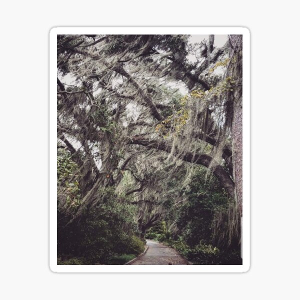 Spanish Moss Sticker