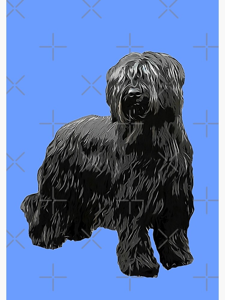 Briard Dog -Black Briard