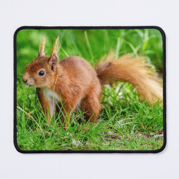 Item preview, Inquisitive Red squirrel designed and sold by Dalyndigital Photography.