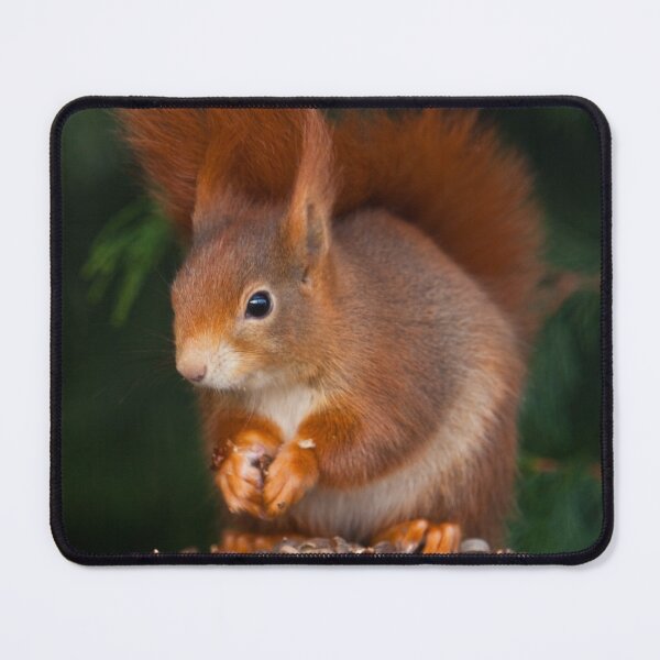 Item preview, Red Squirrel designed and sold by Dalyndigital Photography.
