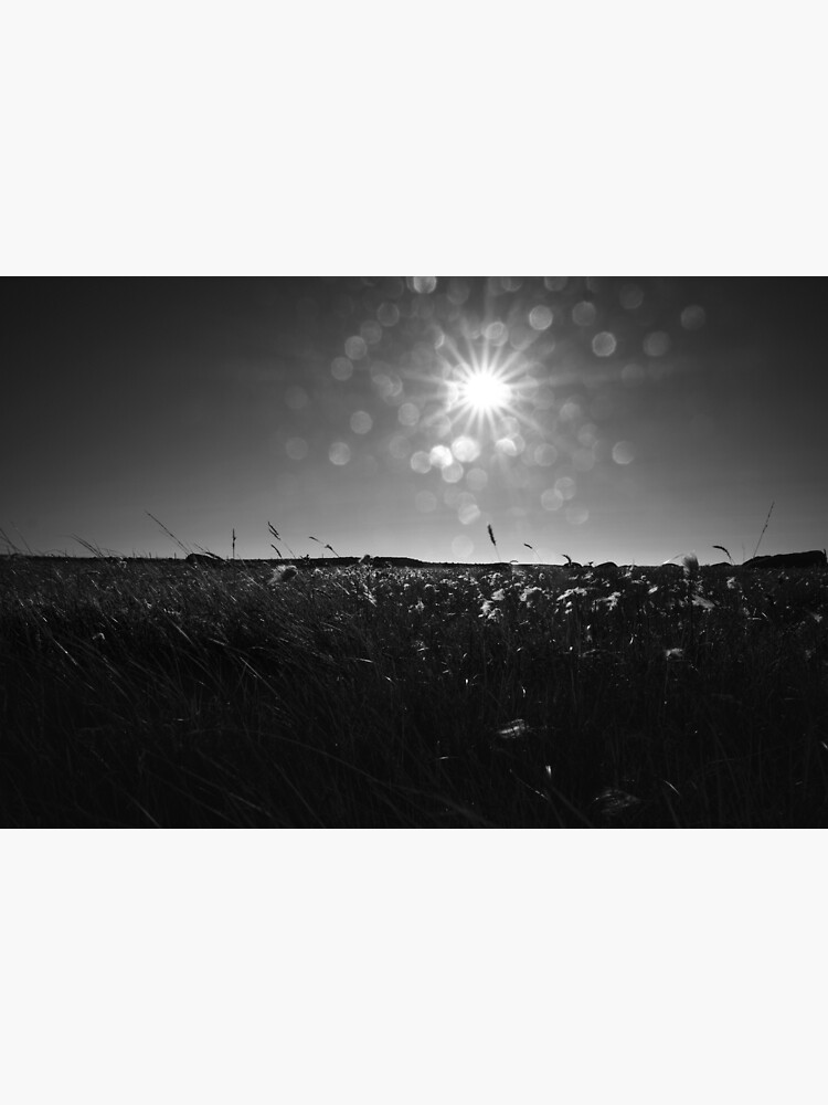"Black and white landscape black and white nature flaring flower