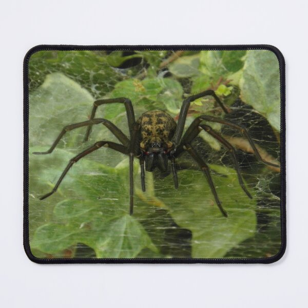 Item preview, Arachnophobia? designed and sold by Fay Freshwater.