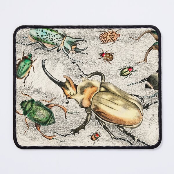 Item preview, Bugs and Beetles - by Oliver Goldsmith 1820 designed and sold by Freewheeling.