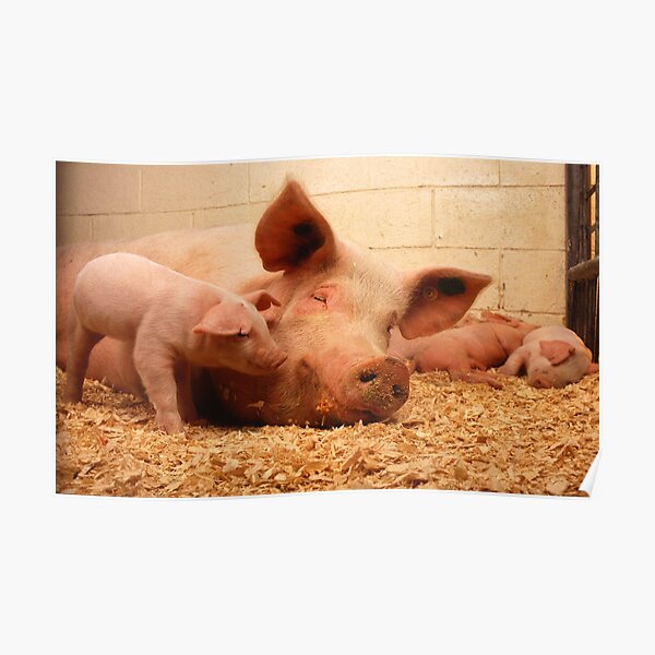 Sow and Piglets Poster