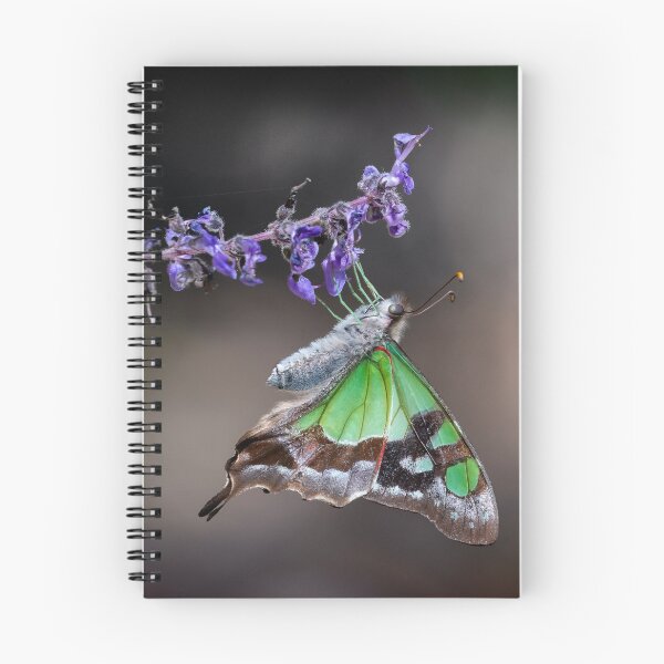 Item preview, Macleay Swallowtail butterfly.  designed and sold by DaveBassett.