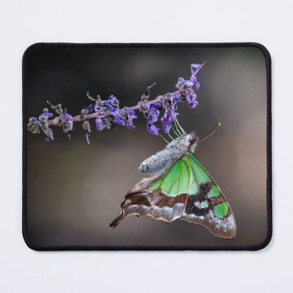 Item preview, Macleay Swallowtail butterfly.  designed and sold by DaveBassett.